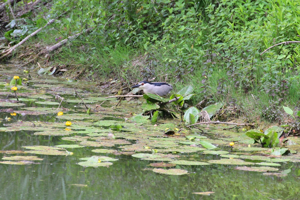 IMG_0234